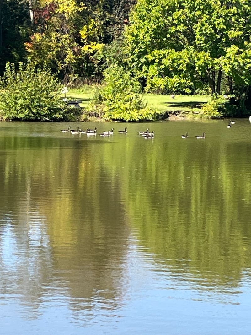 Geese swimming on a pond lined with trees.